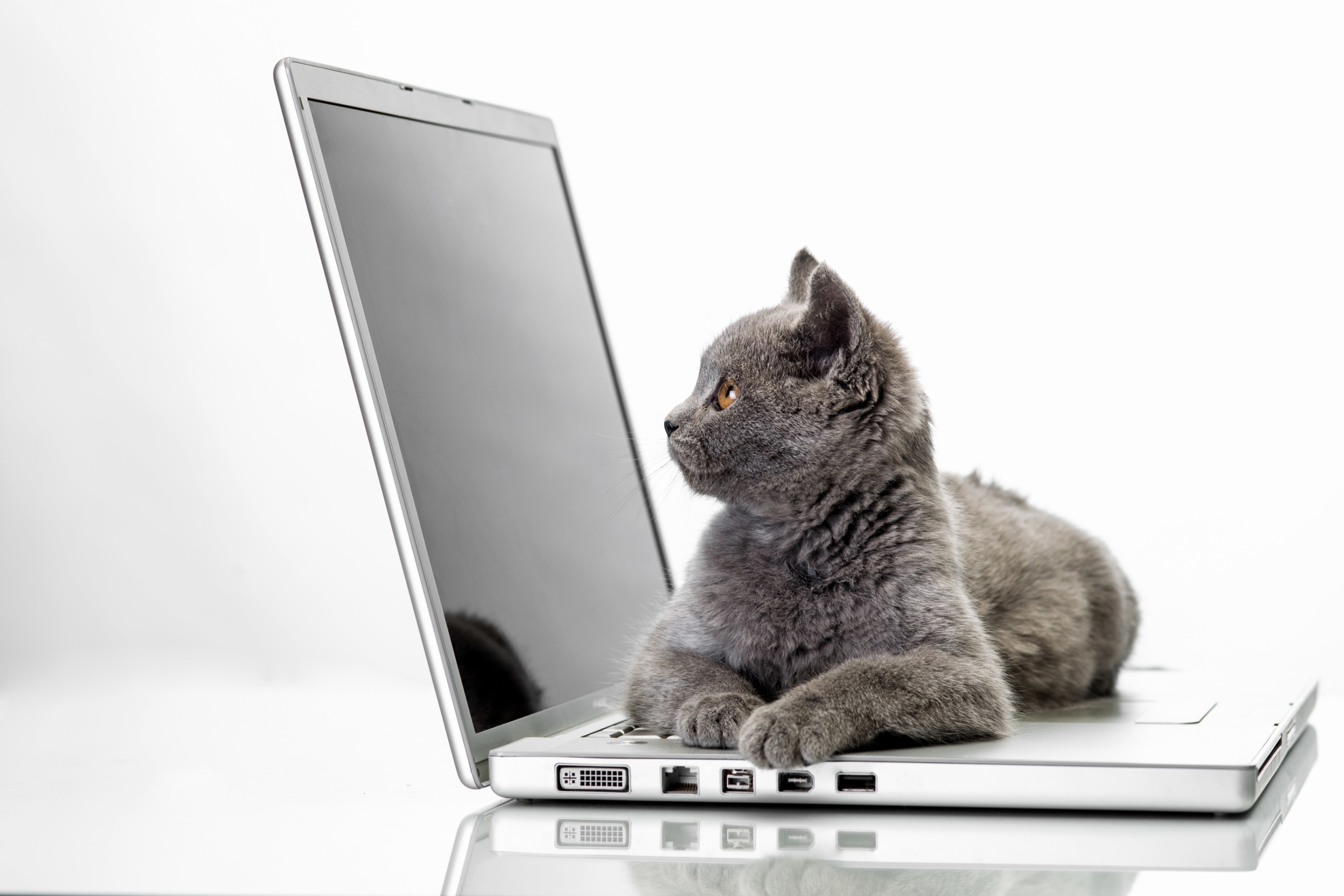 Das Cat and Laptop Wallpaper 2880x1920