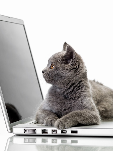Cat and Laptop wallpaper 480x640