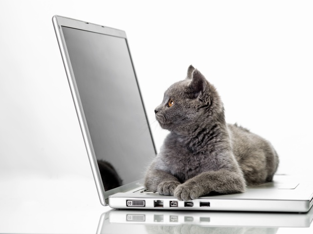 Cat and Laptop wallpaper 640x480