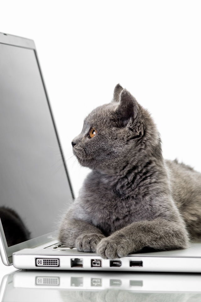 Das Cat and Laptop Wallpaper 640x960