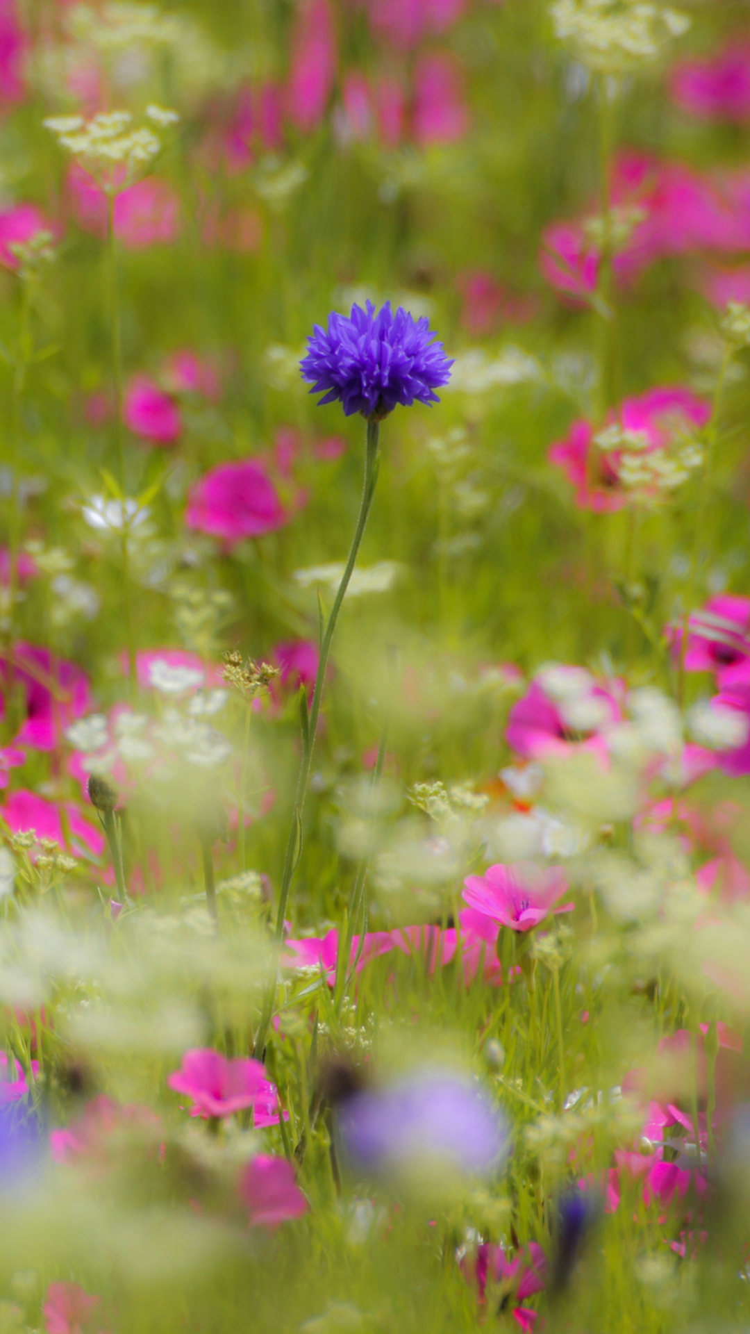 Das Pink Flowers Meadow Wallpaper 1080x1920