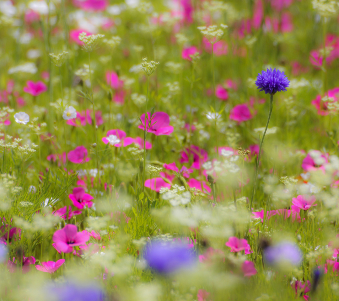 Das Pink Flowers Meadow Wallpaper 1080x960