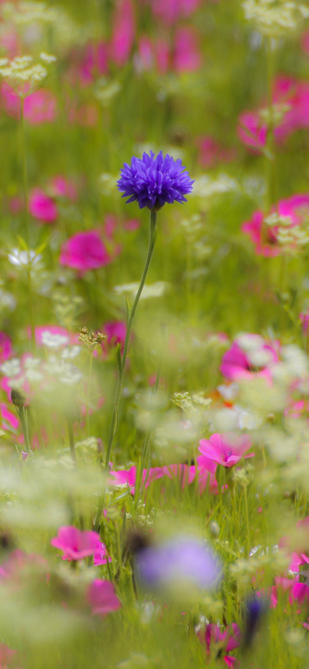 Screenshot №1 pro téma Pink Flowers Meadow 1170x2532