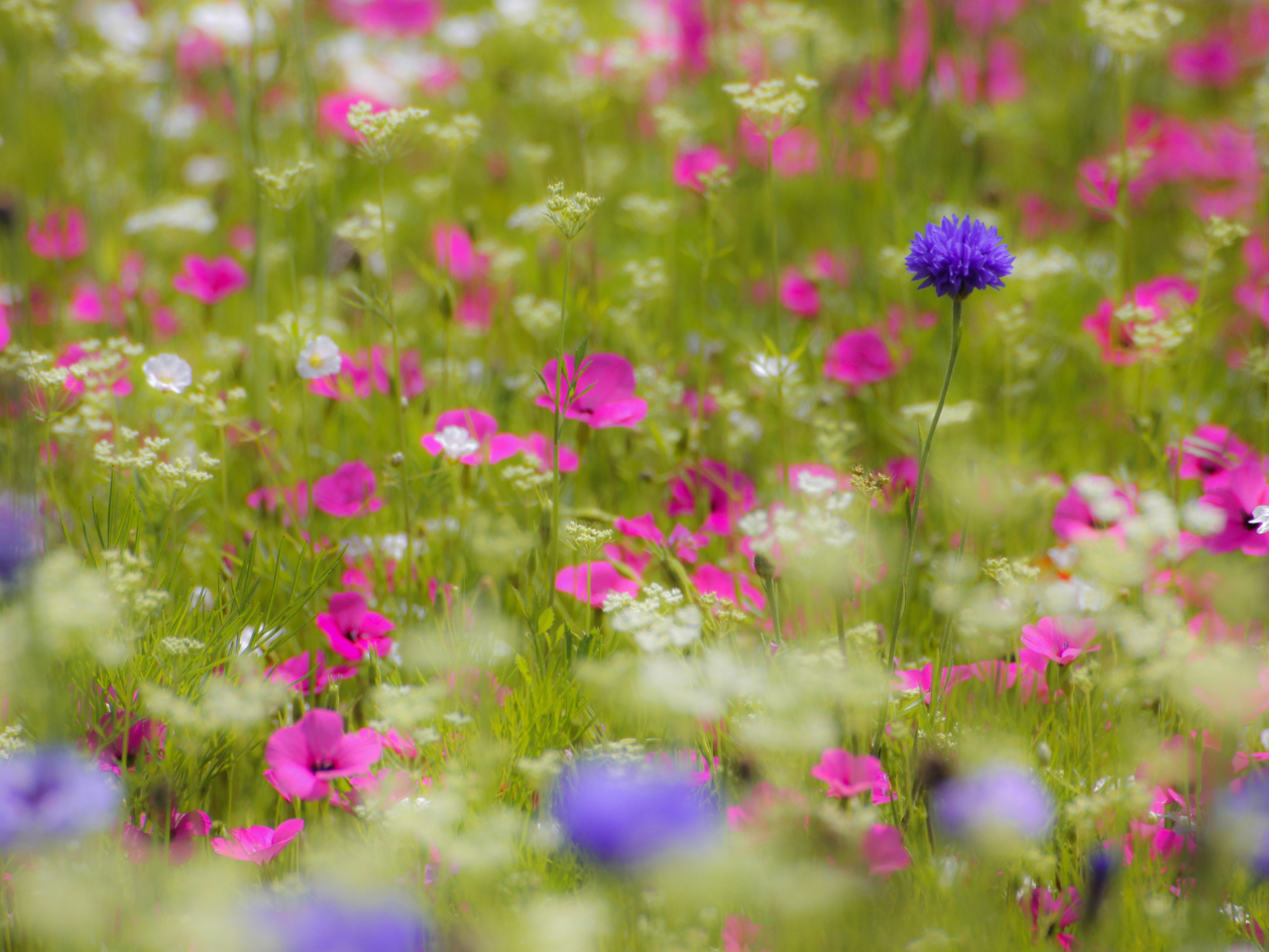 Das Pink Flowers Meadow Wallpaper 1280x960