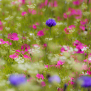 Fondo de pantalla Pink Flowers Meadow 128x128