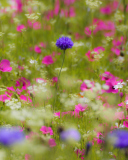 Fondo de pantalla Pink Flowers Meadow 128x160