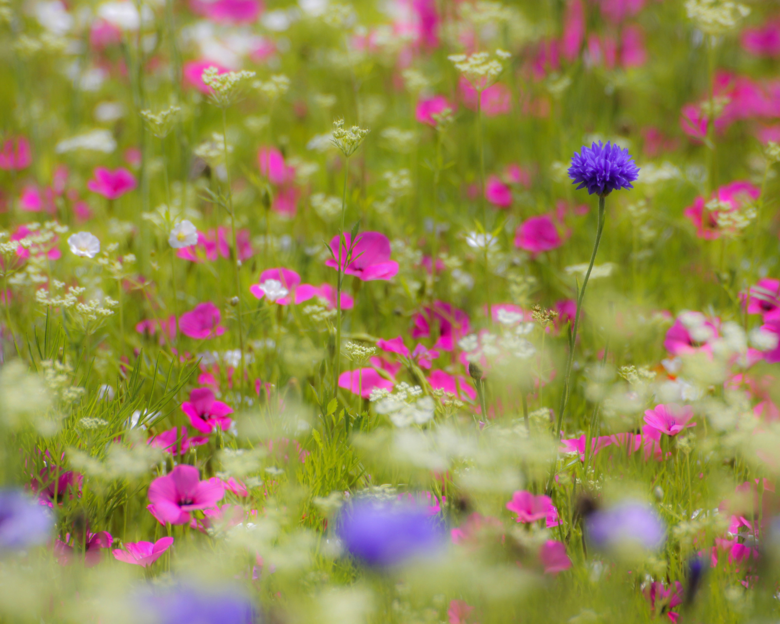 Das Pink Flowers Meadow Wallpaper 1600x1280