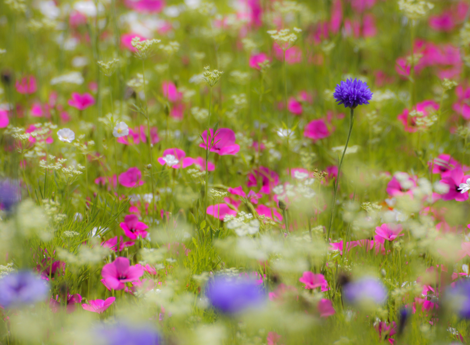 Fondo de pantalla Pink Flowers Meadow 1920x1408