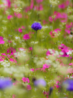 Fondo de pantalla Pink Flowers Meadow 240x320
