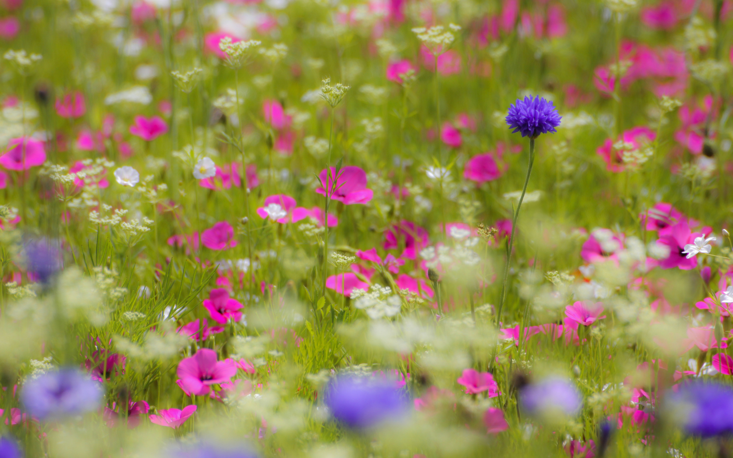 Pink Flowers Meadow wallpaper 2560x1600