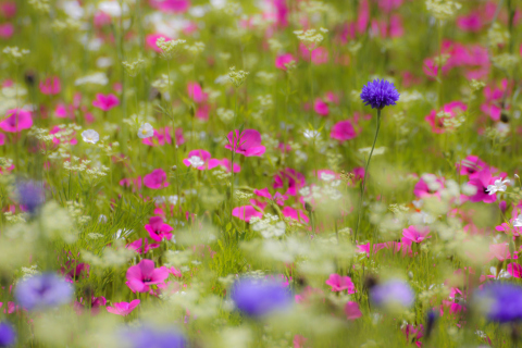 Обои Pink Flowers Meadow 480x320