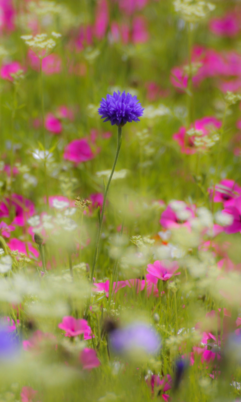 Обои Pink Flowers Meadow 768x1280