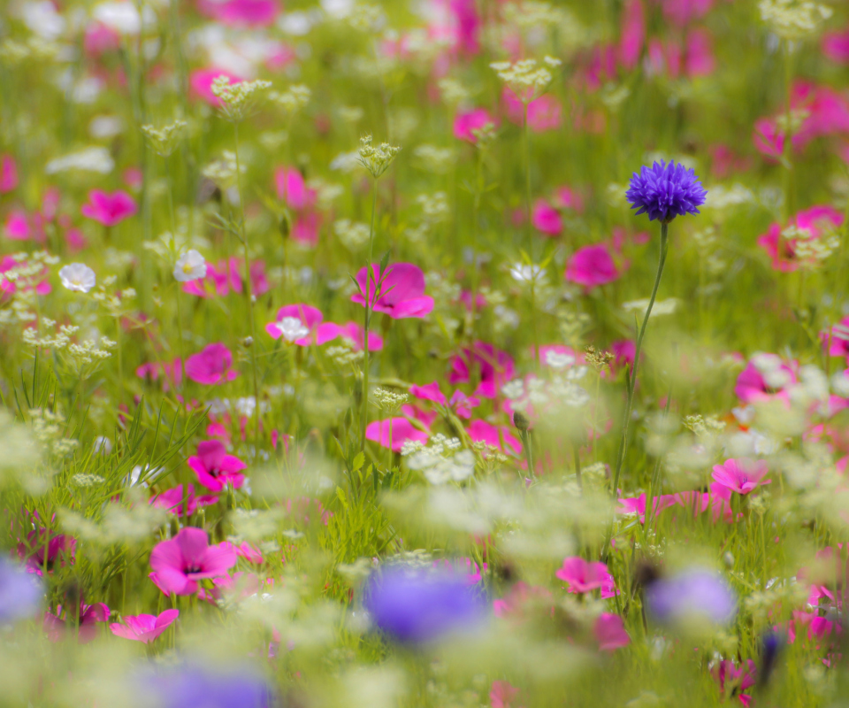 Pink Flowers Meadow wallpaper 960x800