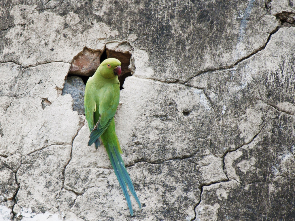 Das Green Parrot Wallpaper 1024x768
