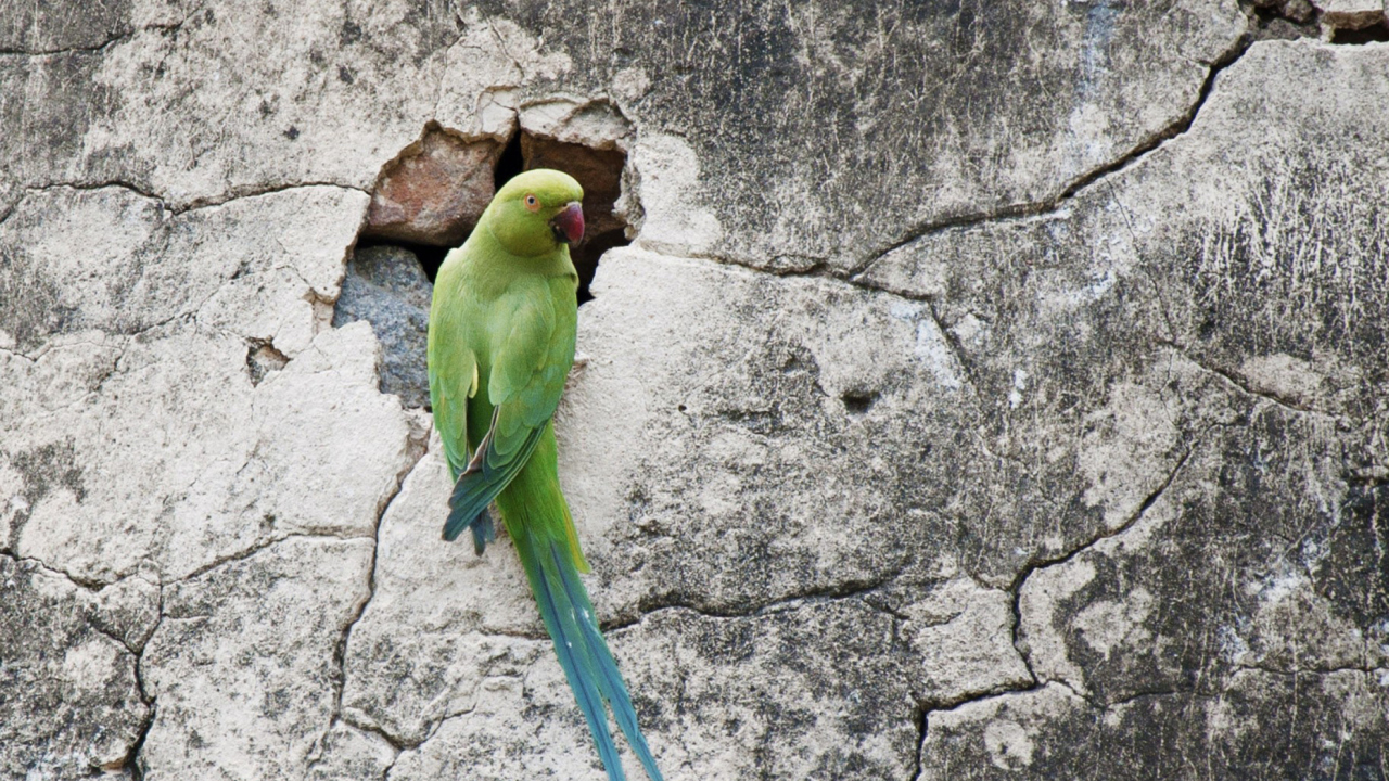 Das Green Parrot Wallpaper 1280x720
