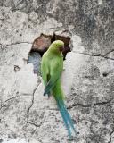 Das Green Parrot Wallpaper 128x160