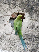 Green Parrot wallpaper 132x176