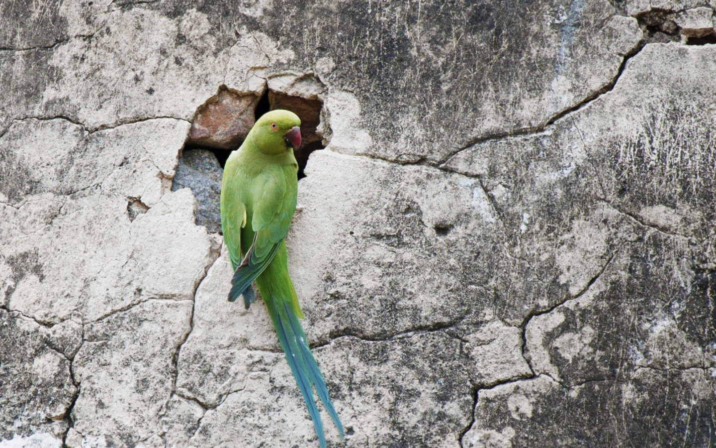 Green Parrot wallpaper 1440x900