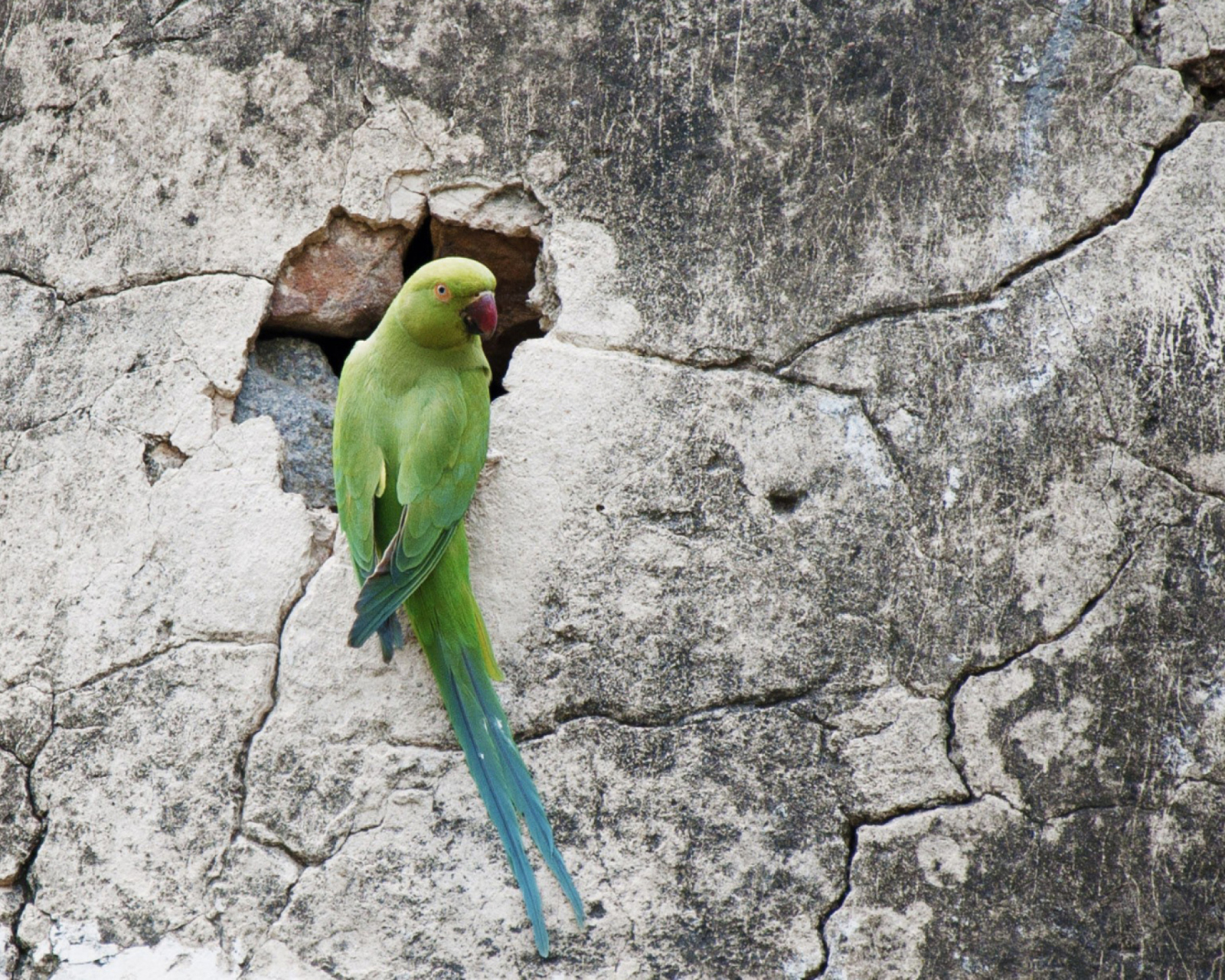 Green Parrot wallpaper 1600x1280