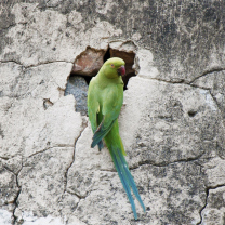 Green Parrot wallpaper 208x208