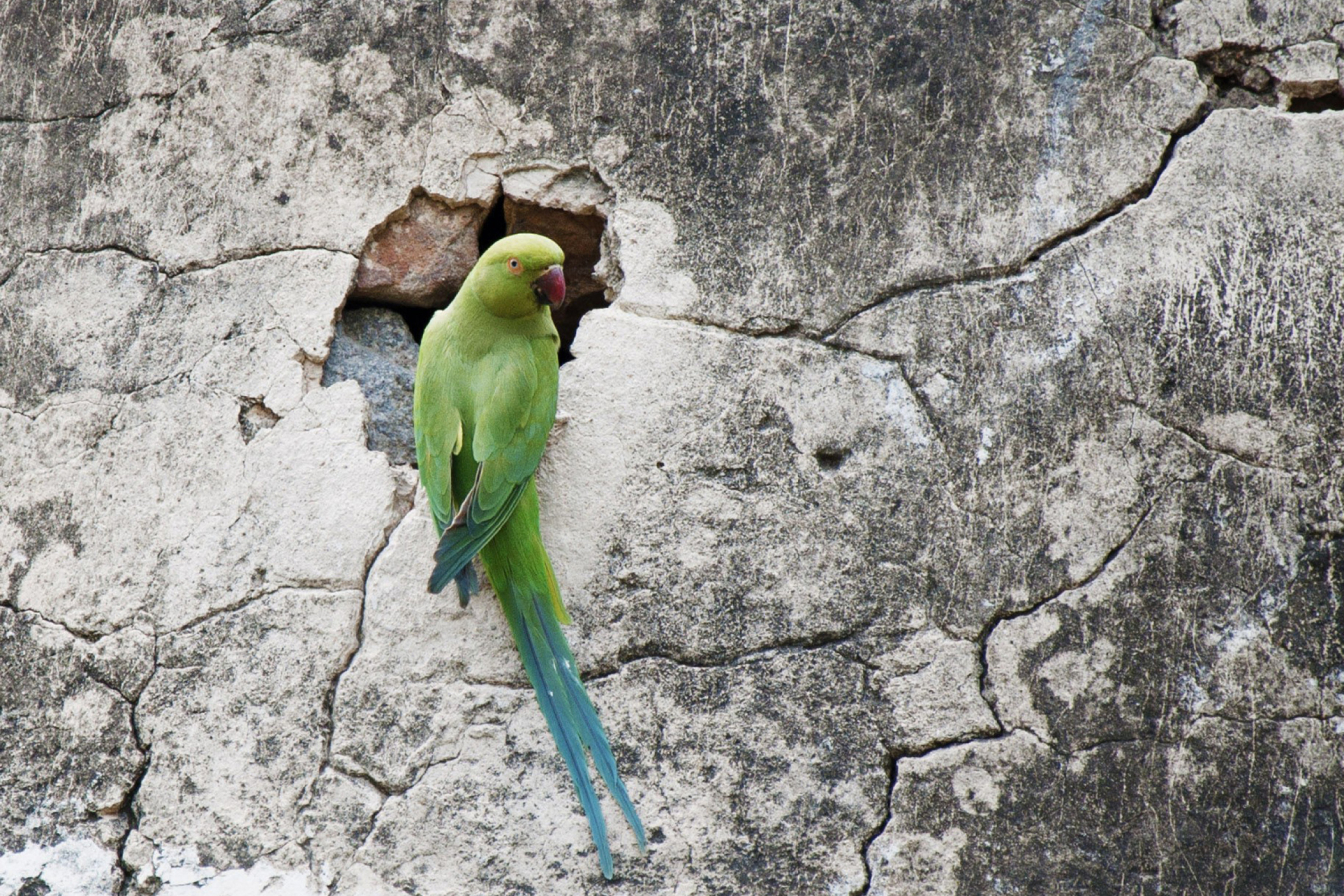 Das Green Parrot Wallpaper 2880x1920