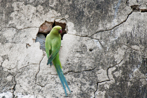 Green Parrot wallpaper 480x320