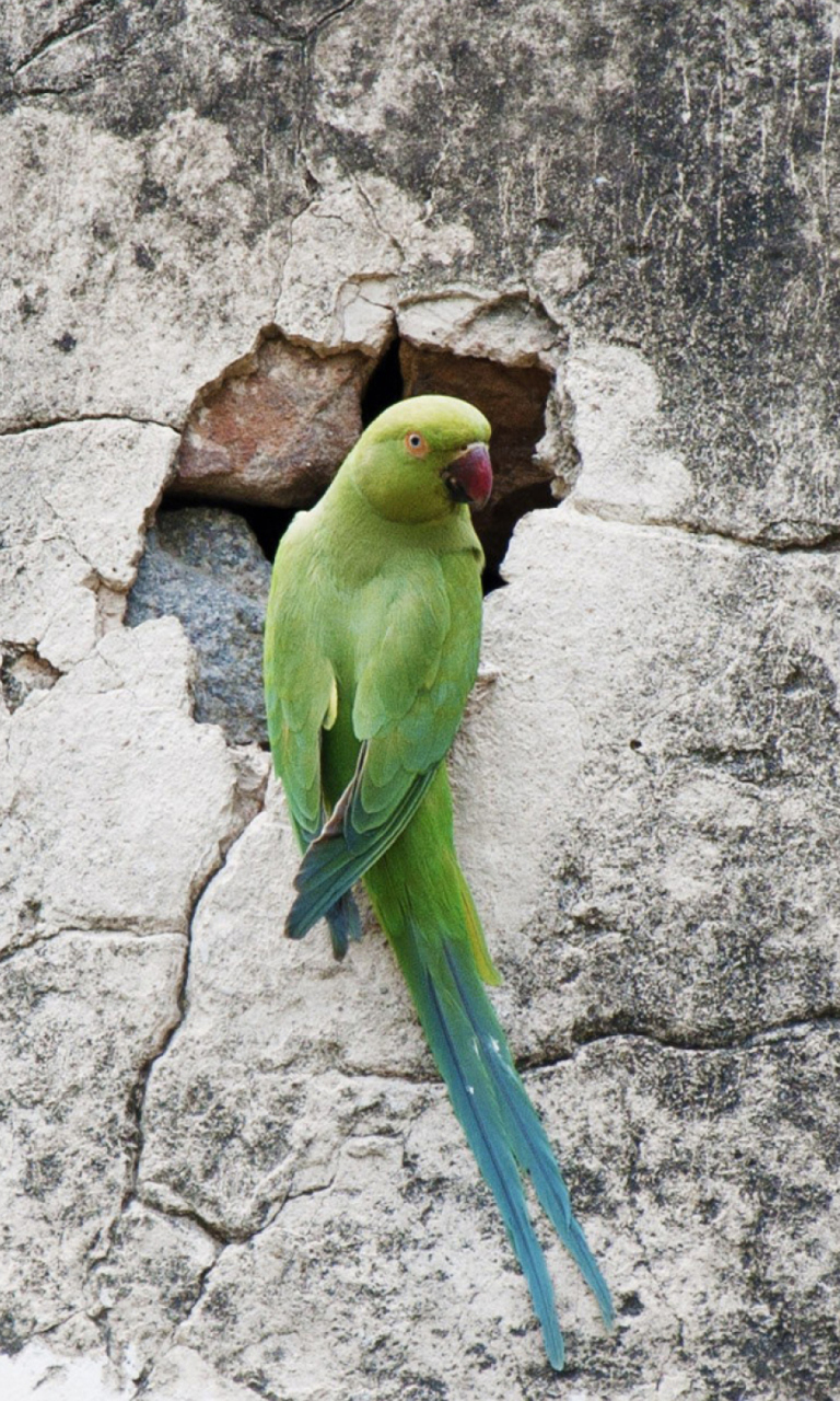 Green Parrot wallpaper 768x1280