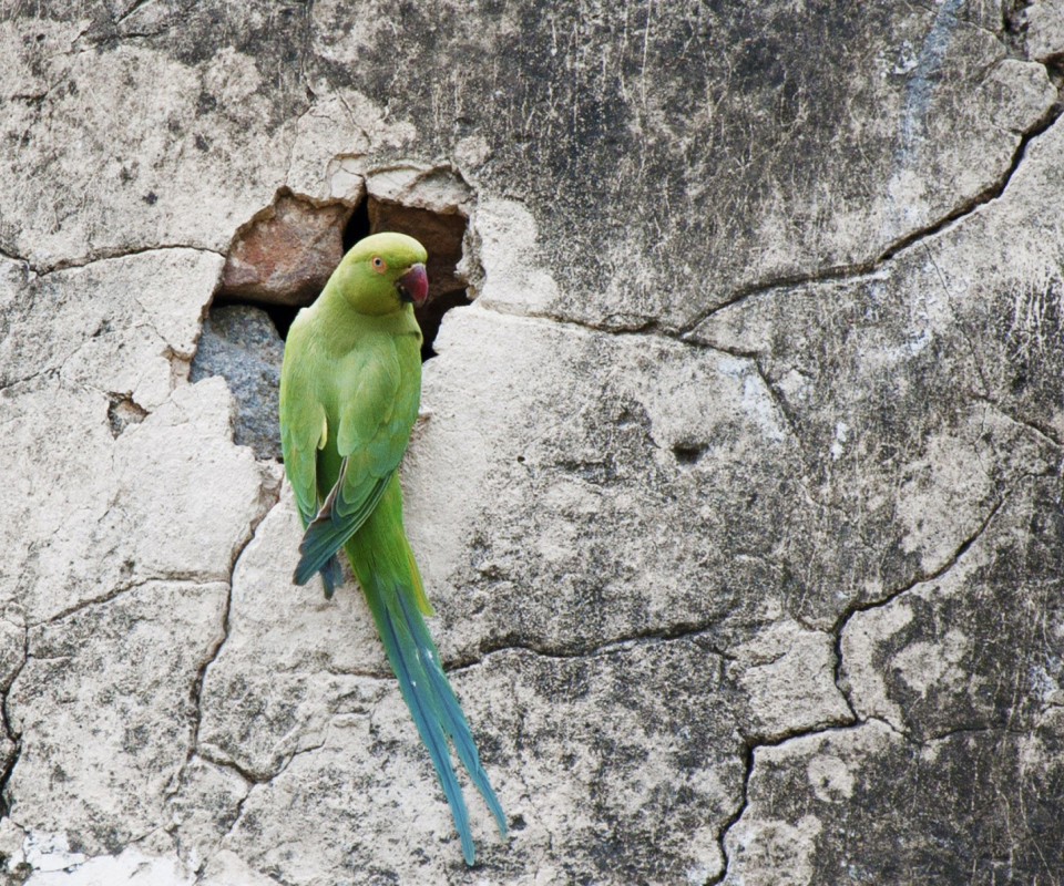 Das Green Parrot Wallpaper 960x800