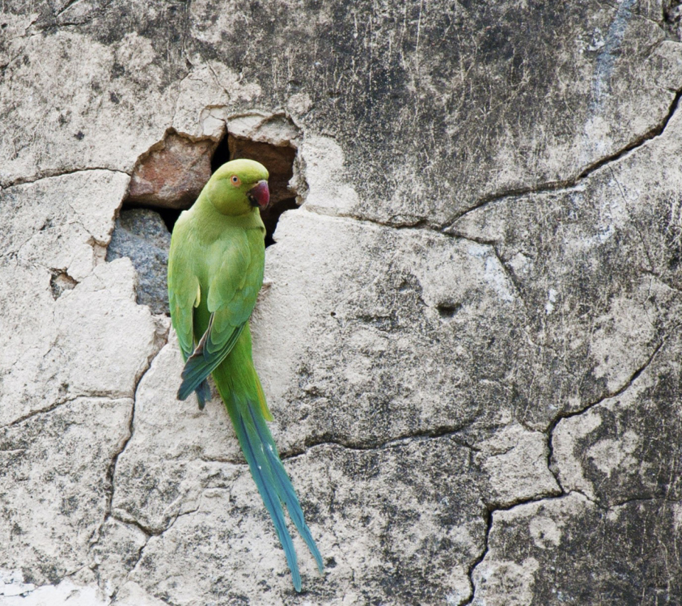 Das Green Parrot Wallpaper 960x854