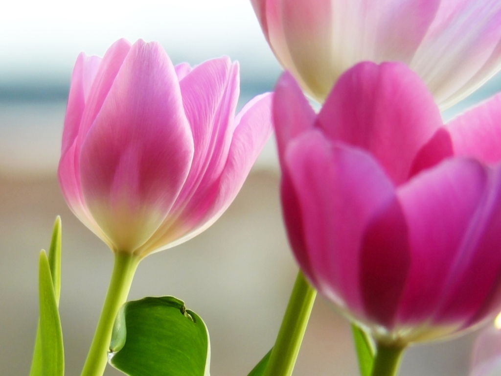 Fondo de pantalla Tulips In Spring 1024x768