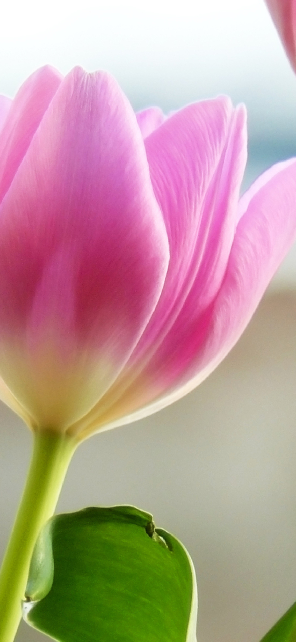 Screenshot №1 pro téma Tulips In Spring 1170x2532
