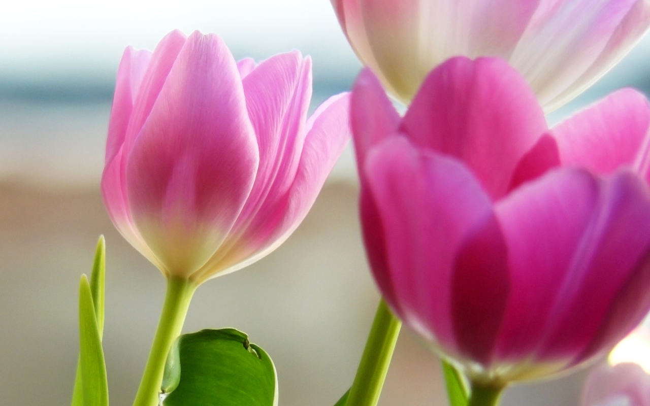 Tulips In Spring screenshot #1 1280x800
