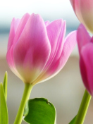 Fondo de pantalla Tulips In Spring 132x176