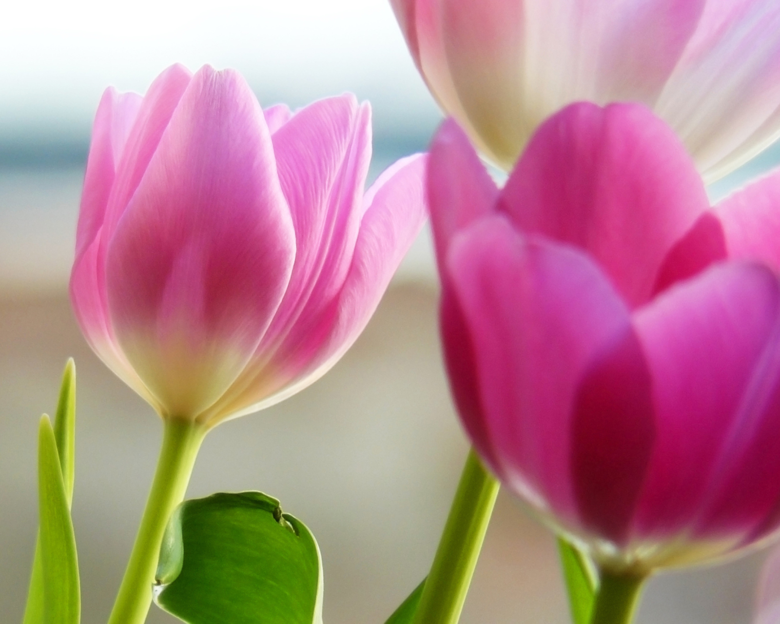 Tulips In Spring screenshot #1 1600x1280