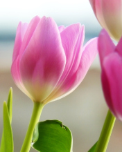 Обои Tulips In Spring 176x220