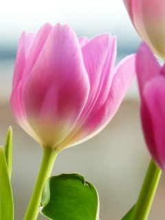 Screenshot №1 pro téma Tulips In Spring 240x320