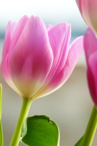 Screenshot №1 pro téma Tulips In Spring 320x480