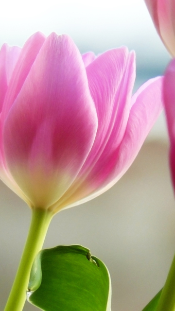 Обои Tulips In Spring 360x640