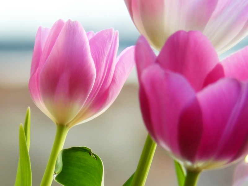 Tulips In Spring screenshot #1 800x600