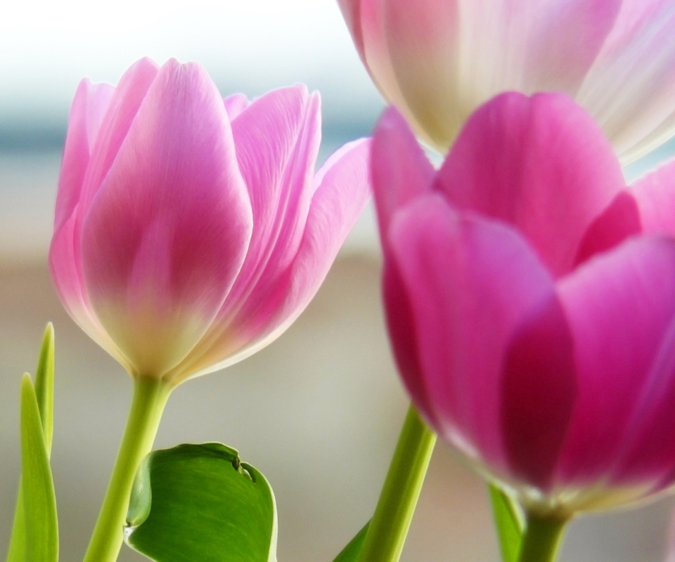 Tulips In Spring screenshot #1 960x800