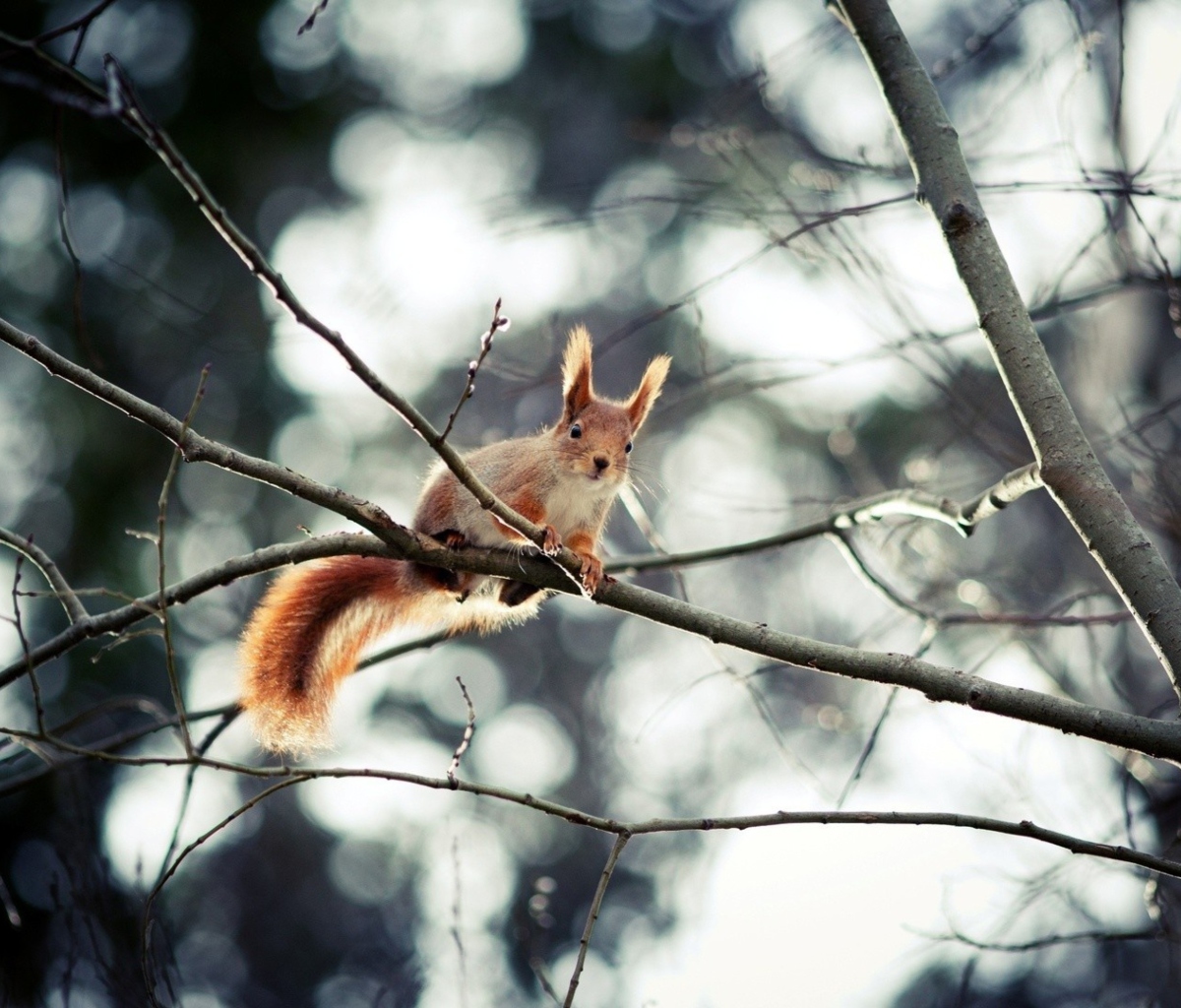 Fondo de pantalla Cute Squirrel 1200x1024