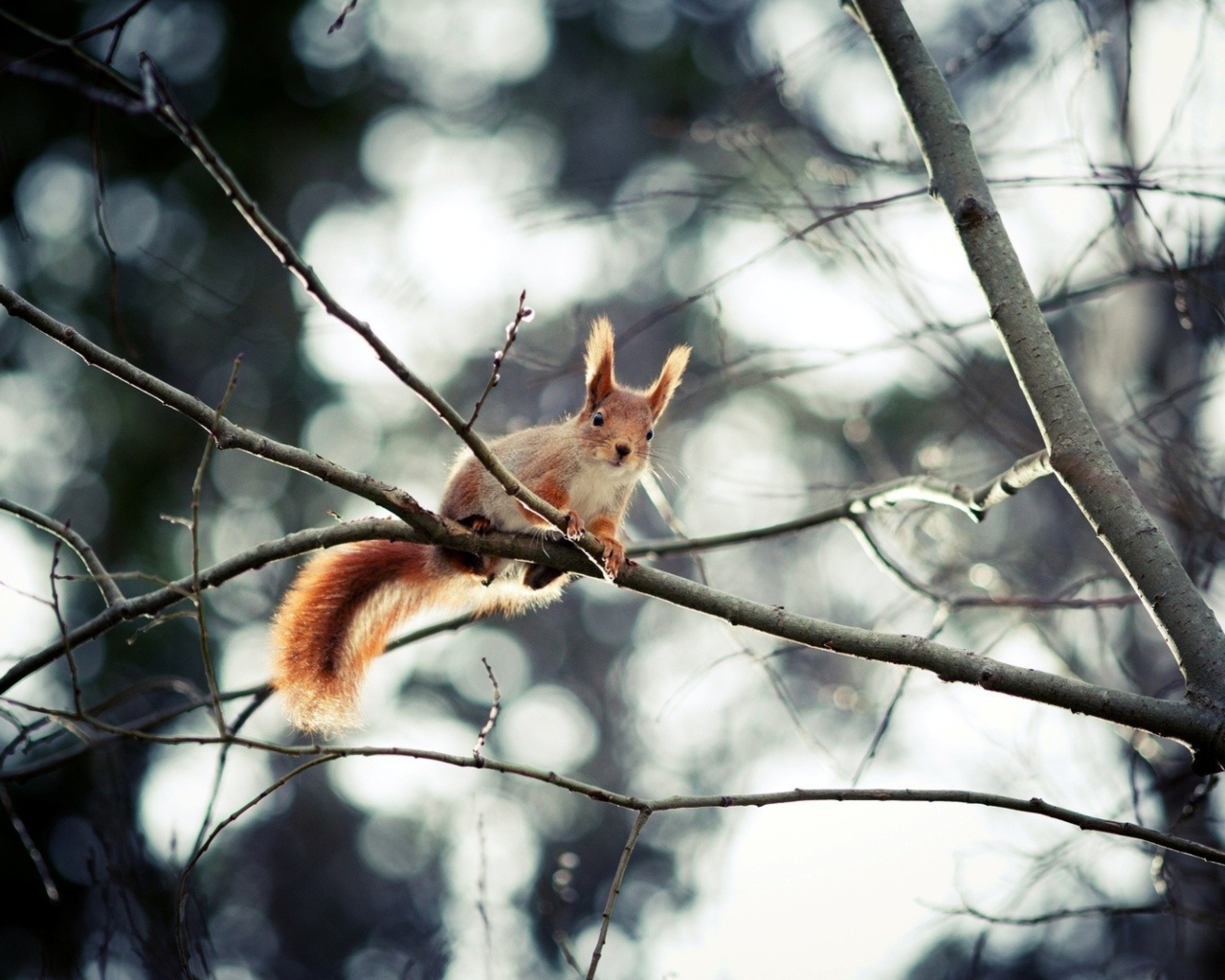 Sfondi Cute Squirrel 1280x1024