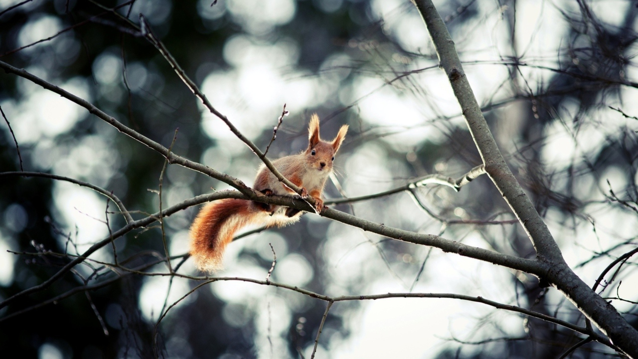 Sfondi Cute Squirrel 1280x720