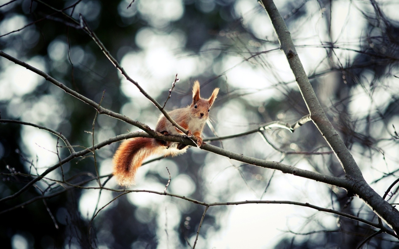 Das Cute Squirrel Wallpaper 1280x800