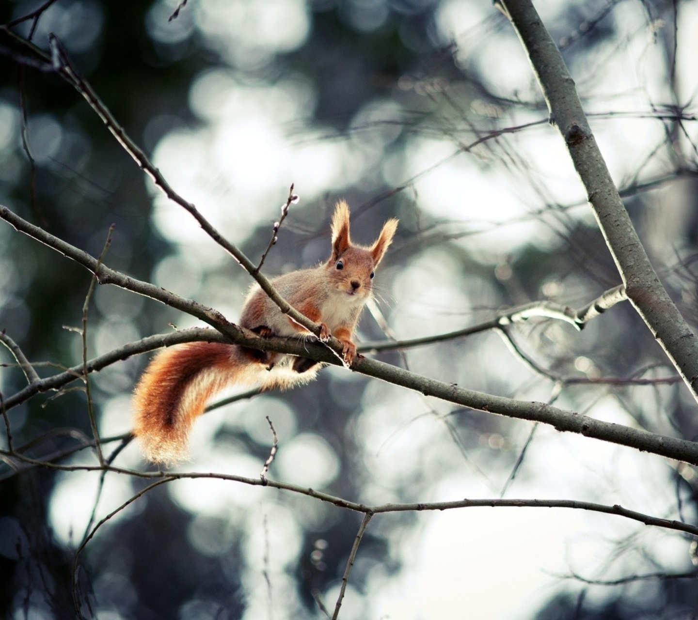 Обои Cute Squirrel 1440x1280