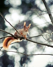 Cute Squirrel wallpaper 176x220