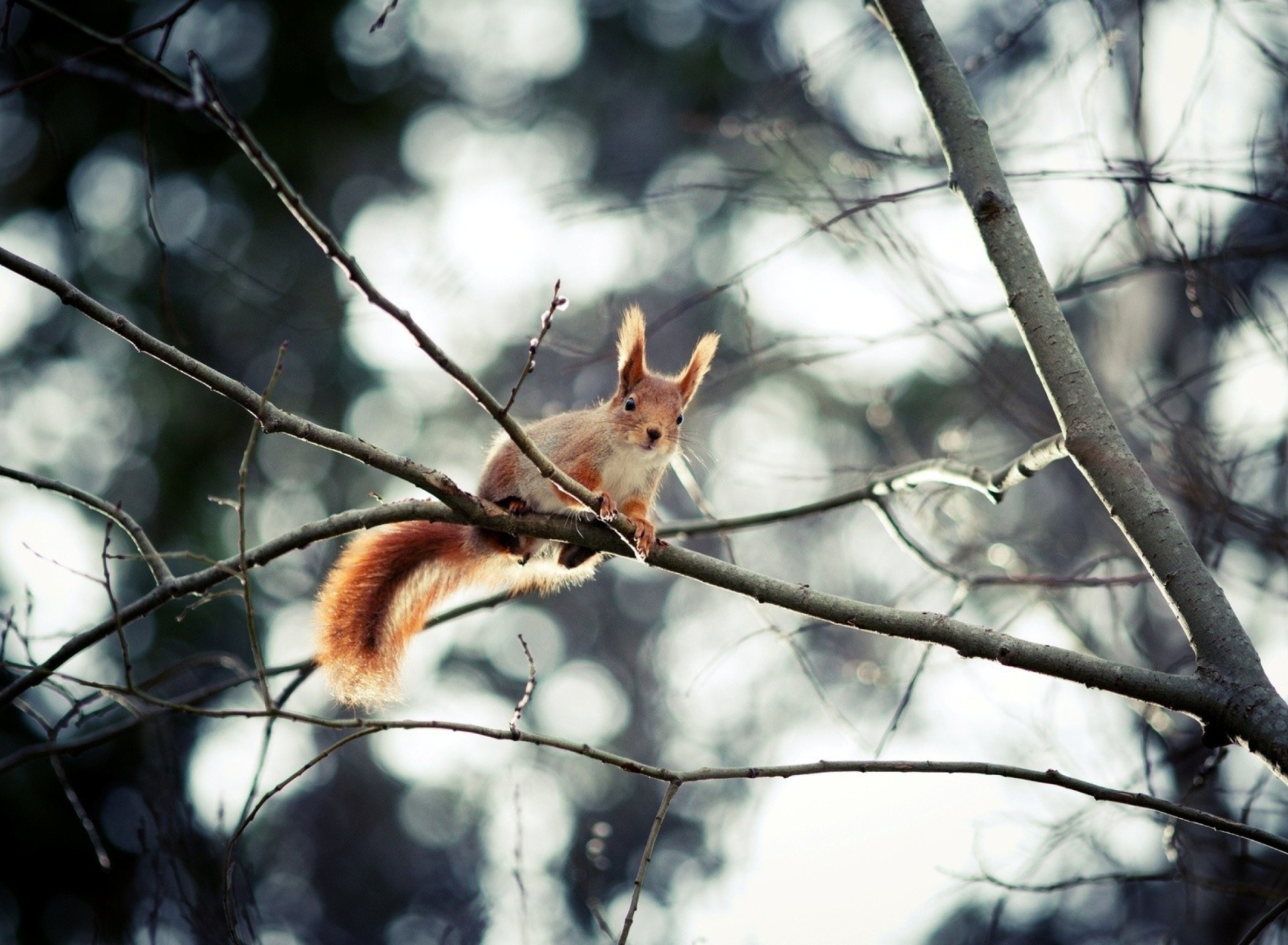 Screenshot №1 pro téma Cute Squirrel 1920x1408