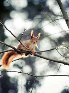 Screenshot №1 pro téma Cute Squirrel 240x320