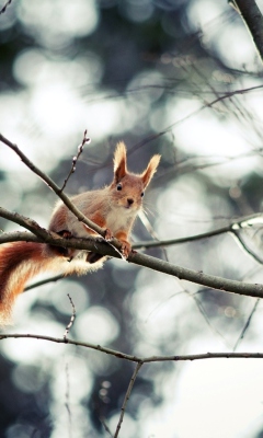 Sfondi Cute Squirrel 240x400