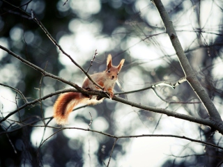 Das Cute Squirrel Wallpaper 320x240